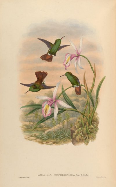 Amazilia cupreicauda = Amazilia viridigaster cupreicauda - John Gould